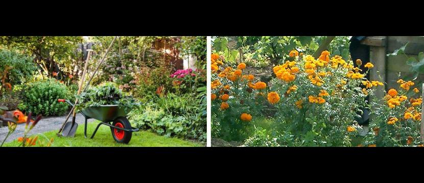 Stephen Huxtable Garden Maintenance