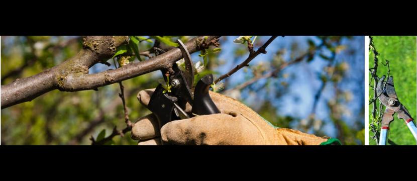 Stephen Huxtable Hedges & Small Tree Maintenance