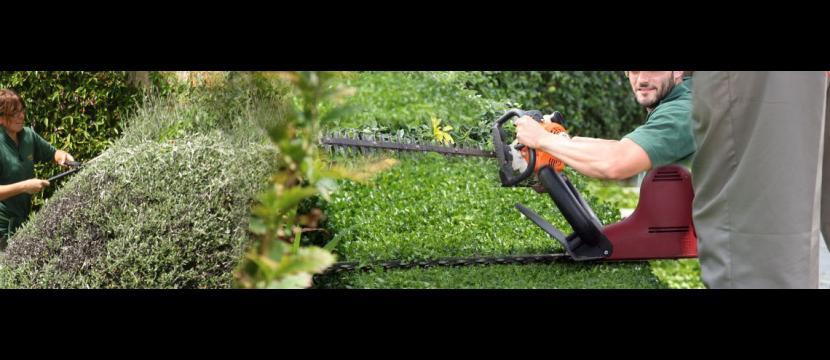 Stephen Huxtable Hedges & Small Tree Maintenance