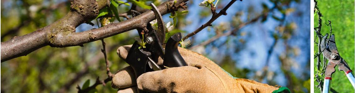 Stephen Huxtable Hedges & Small Tree Maintenance