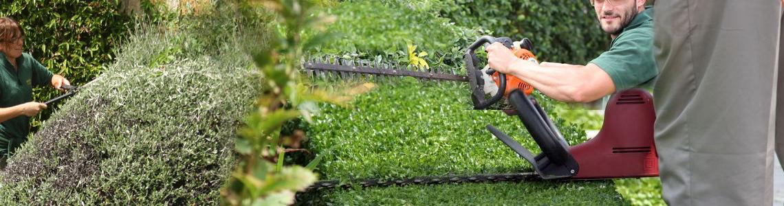 Stephen Huxtable Hedges & Small Tree Maintenance