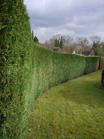 Stephen Huxtable Hedging and Tree Work