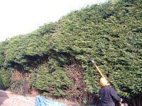 Stephen Huxtable Hedging and Tree Work