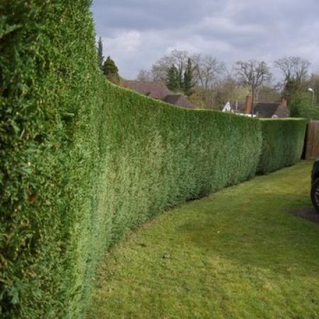 Stephen Huxtable Hedging and Tree Work