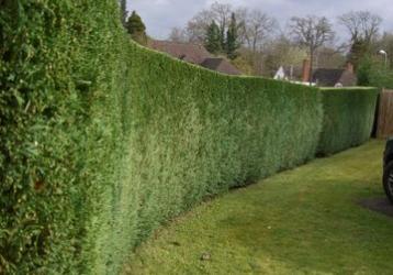 Stephen Huxtable Hedging and Tree Work