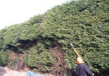 Stephen Huxtable Hedging and Tree Work